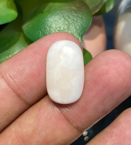 Natural Coral – 14.560 Ct