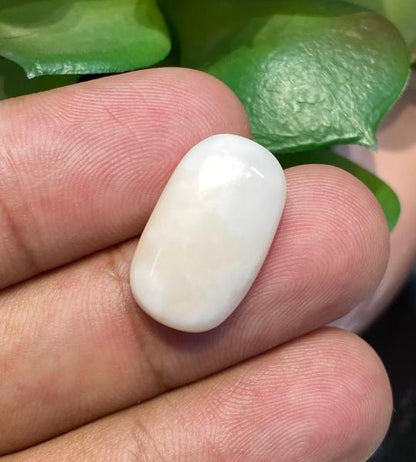 Natural Coral – 14.560 Ct